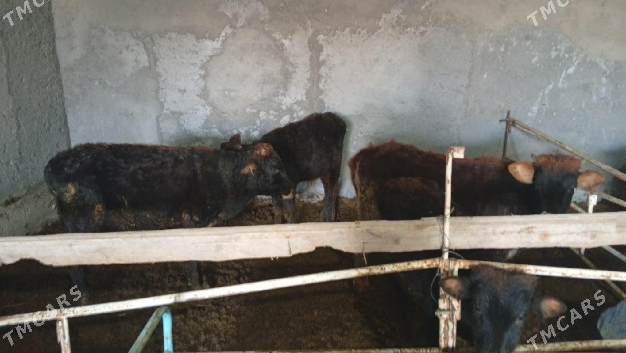 Şwet tohum tüwe mal - Änew - img 3