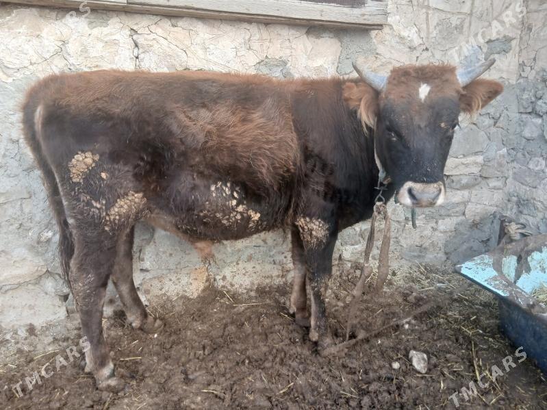 Ökiz - Берекет - img 2