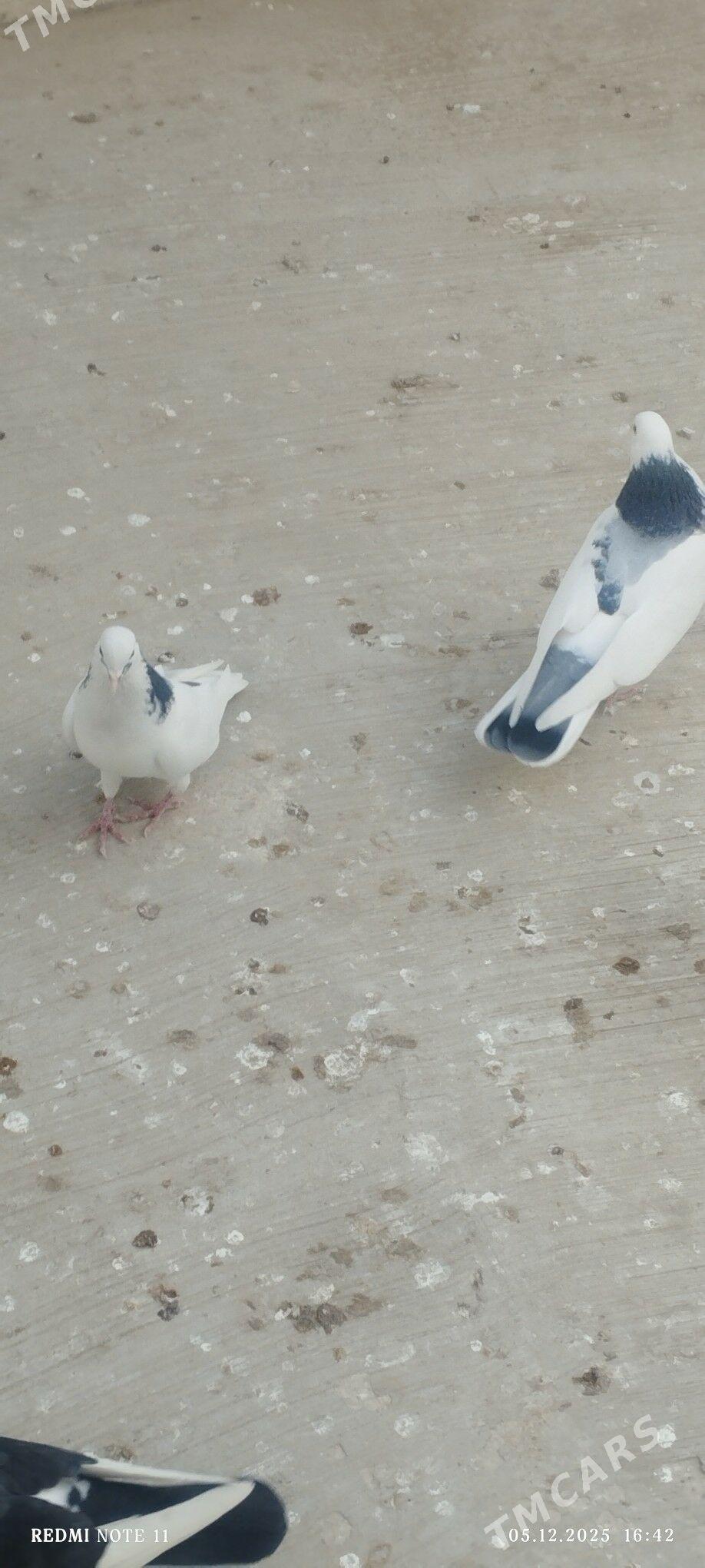 kepderi - Änew - img 5