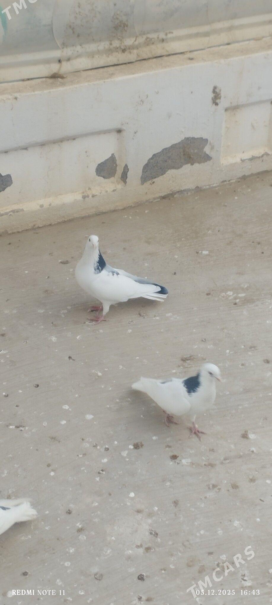 kepderi - Änew - img 6