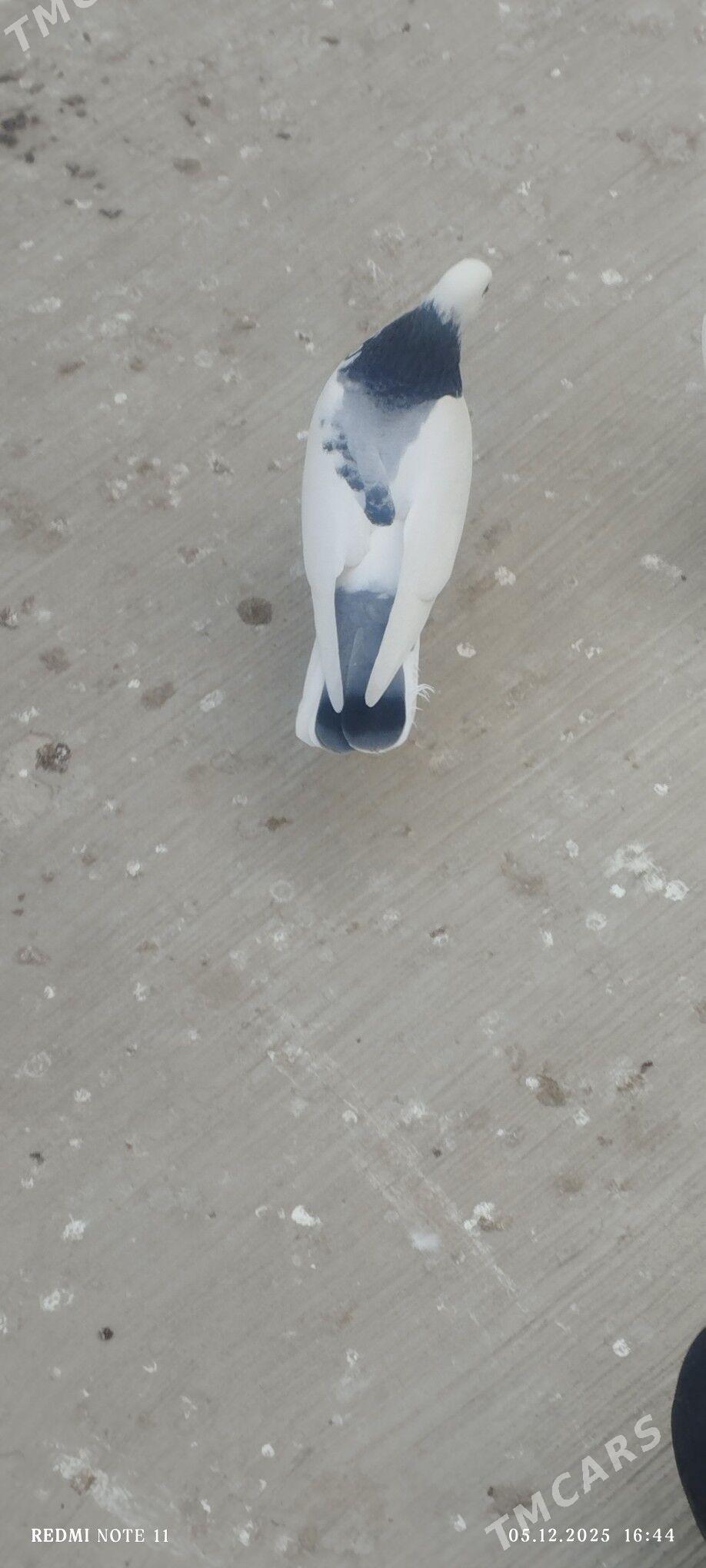 kepderi - Änew - img 2