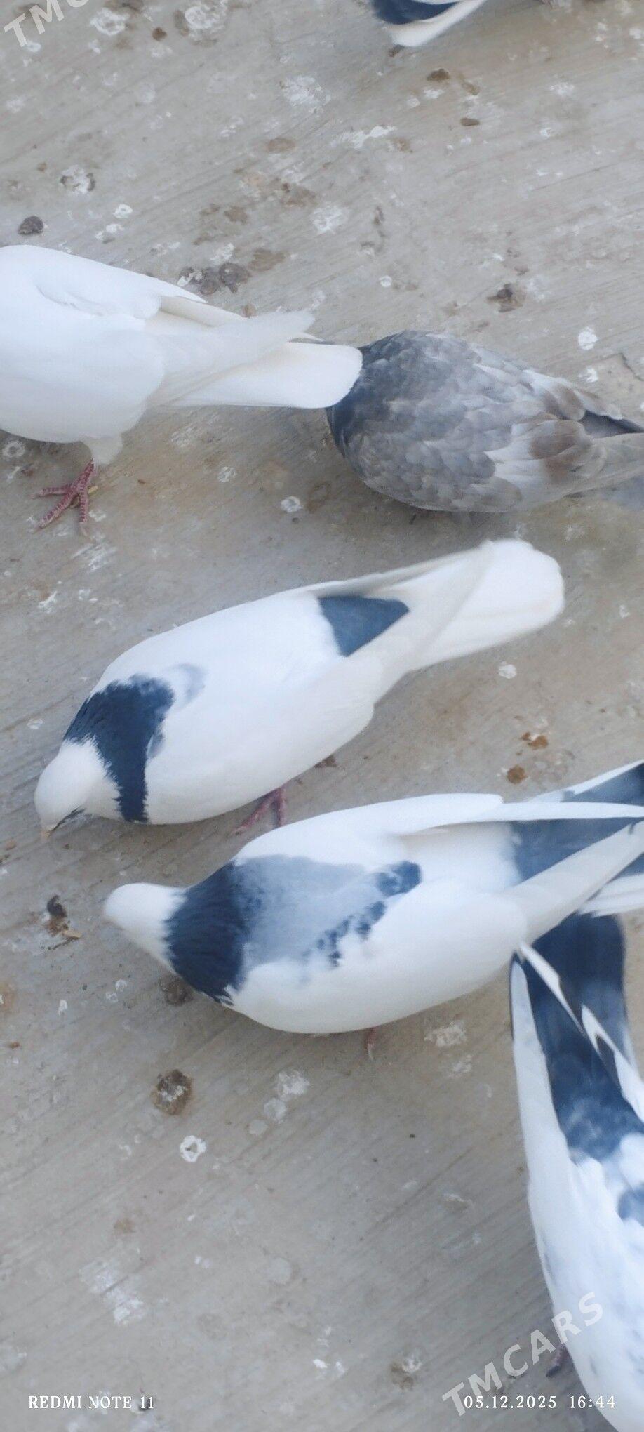 kepderi - Änew - img 3