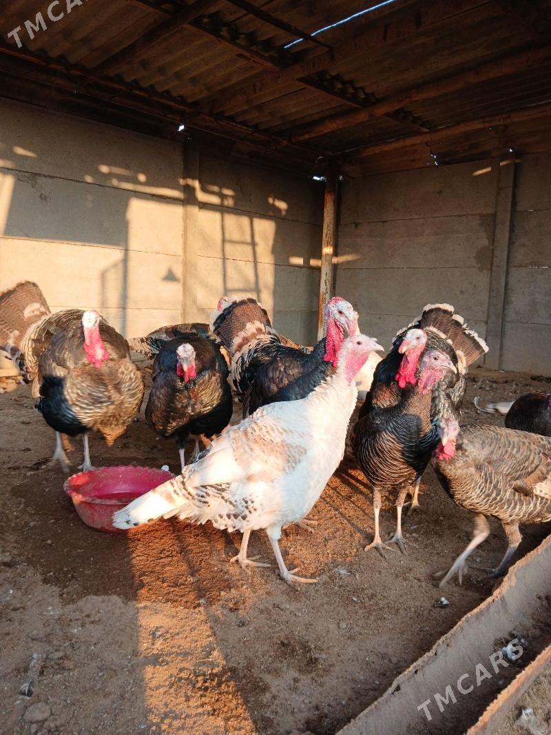 induk - Мургап - img 2