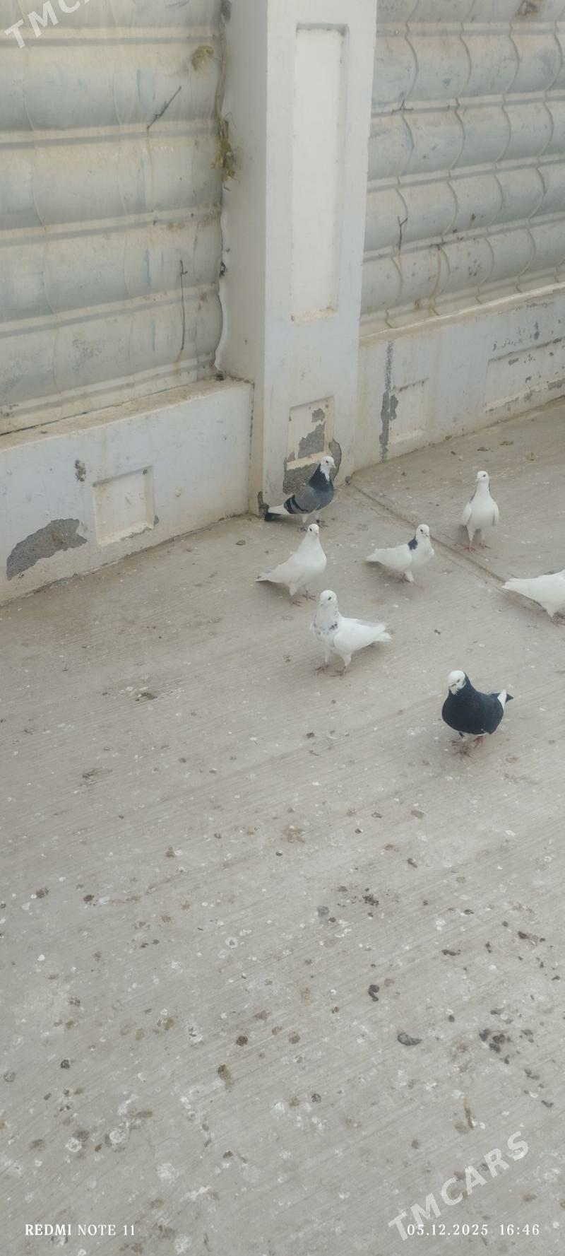 kepderi - Änew - img 7