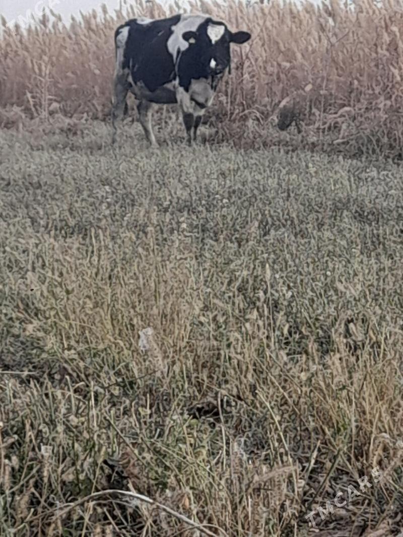 galisdeyin - Bäherden - img 3