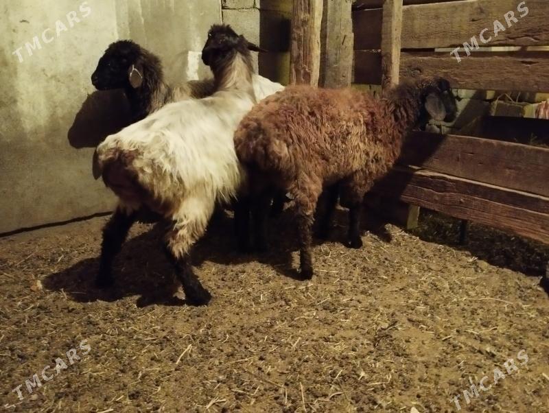 Tokly - Aşgabat - img 2