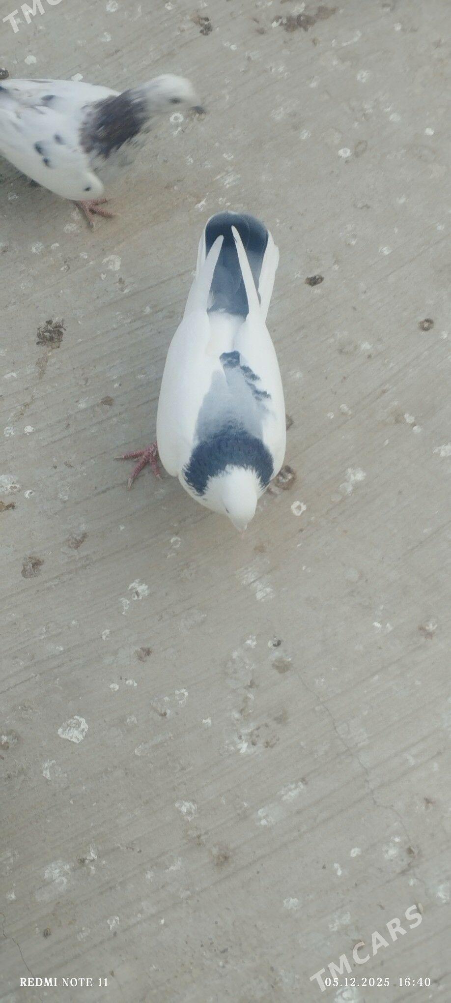 kepderi - Änew - img 4