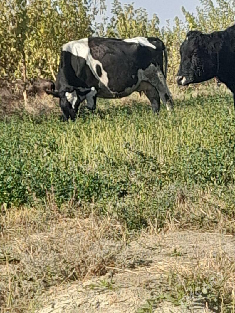 galisdeyin - Bäherden - img 2