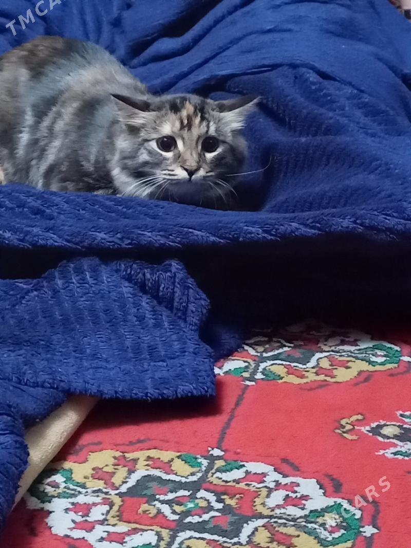 pisik - 30 mkr - img 1