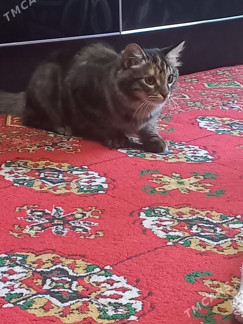 pisik - 30 mkr - img 2