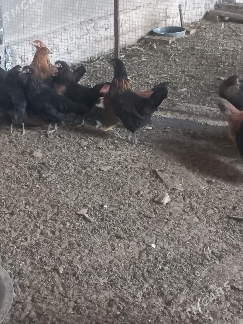 towuk - Мары - img 2