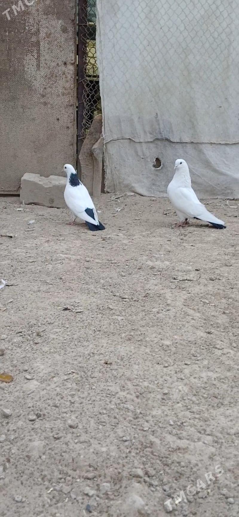 kepder - Mary - img 3