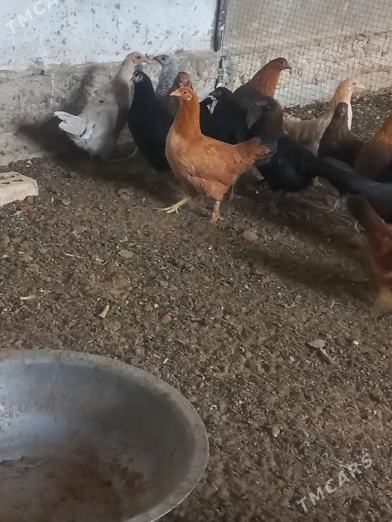 towuk - Мары - img 3