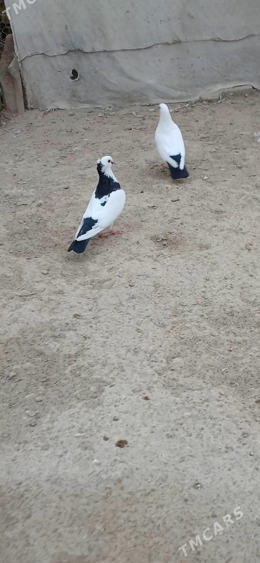 kepder - Mary - img 3