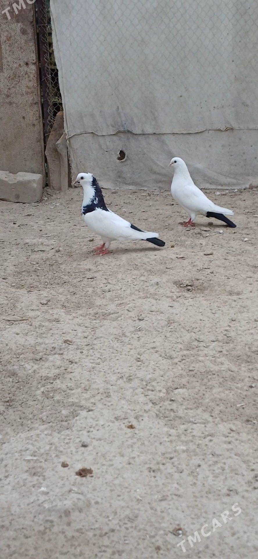 kepder - Mary - img 2