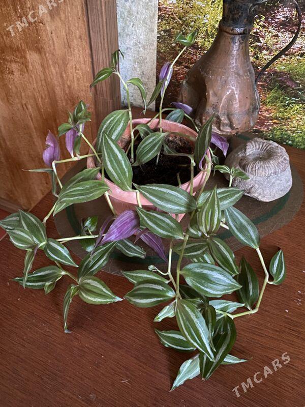 цветы для дома - Aşgabat - img 2