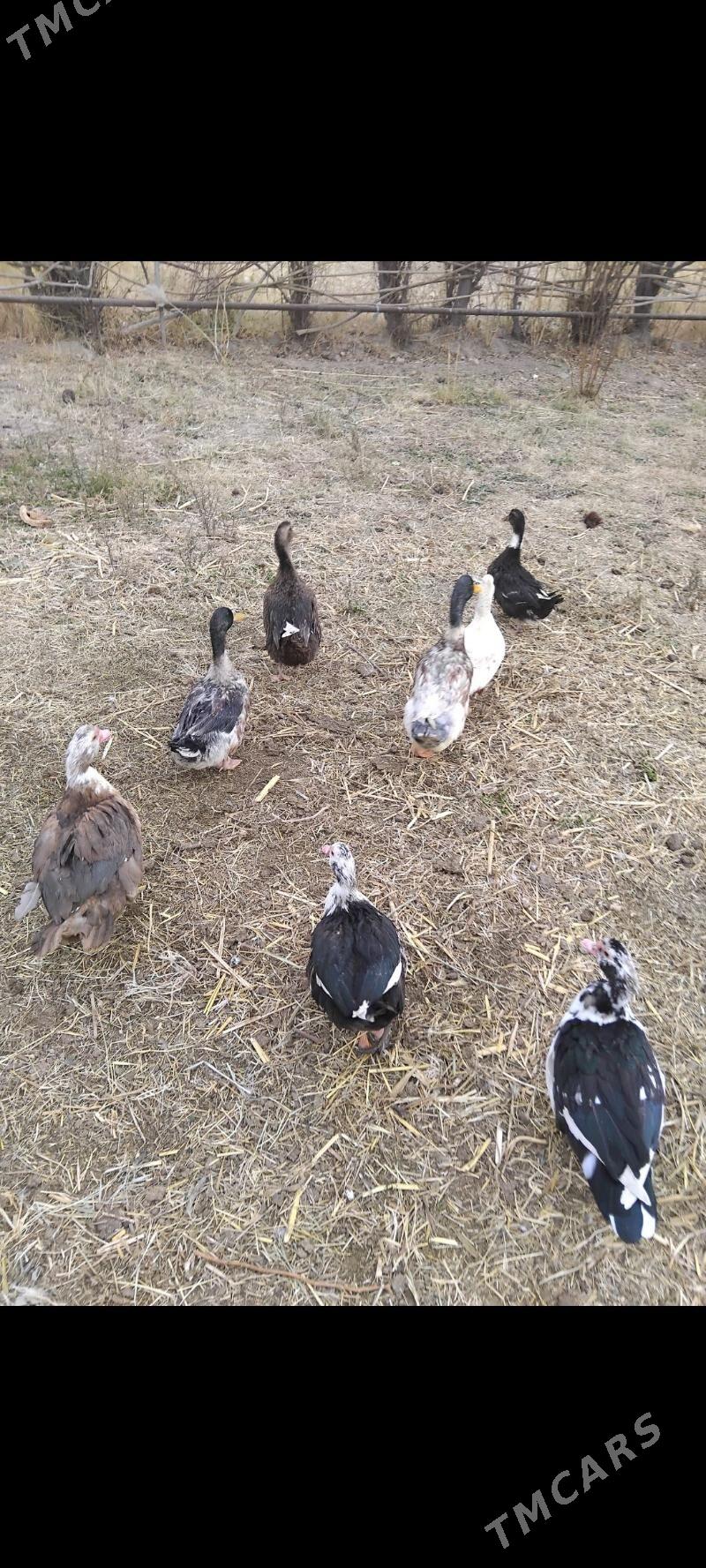 INDAUTKA YASYLBAS - Mary - img 2