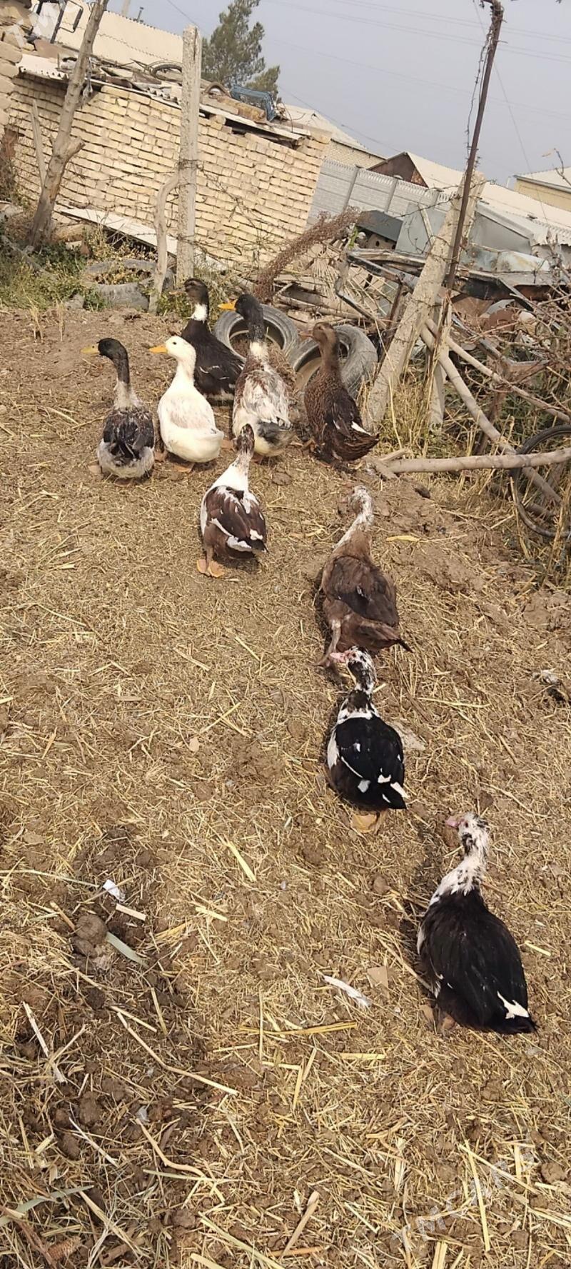 INDAUTKA YASYLBAS - Mary - img 3