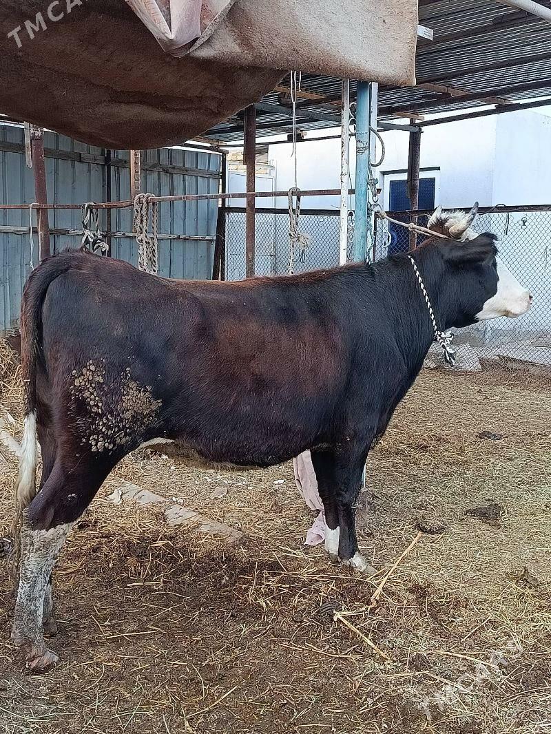 yetik.   gunajyn - Türkmenabat - img 7