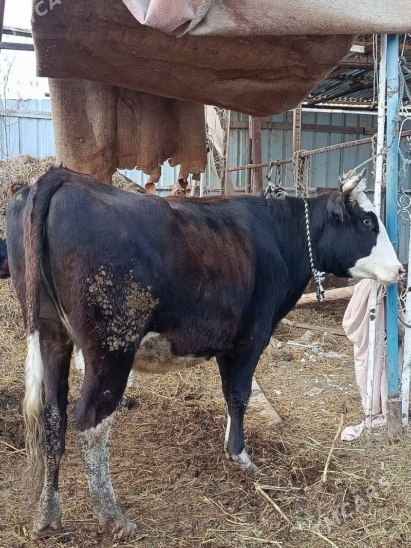 yetik.   gunajyn - Türkmenabat - img 6