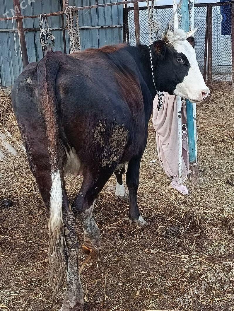 yetik.   gunajyn - Türkmenabat - img 5