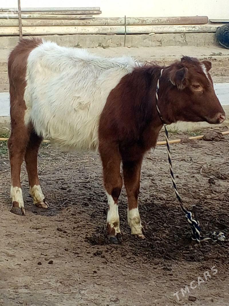 Okuz Tuwe - Aşgabat - img 3