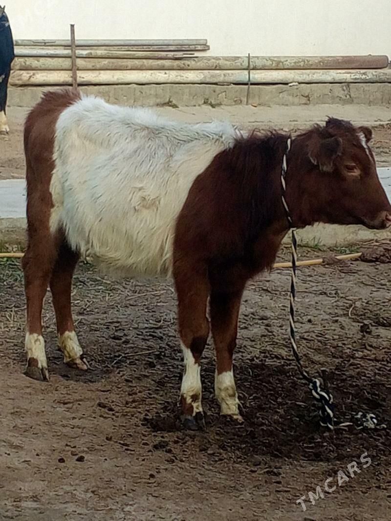 Okuz Tuwe - Aşgabat - img 5