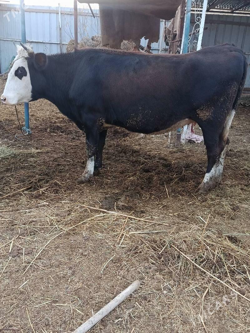 yetik.   gunajyn - Türkmenabat - img 3