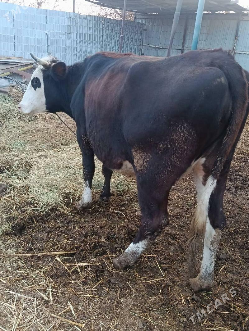 yetik.   gunajyn - Türkmenabat - img 2