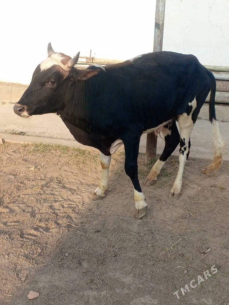 Okuz Tuwe - Aşgabat - img 7