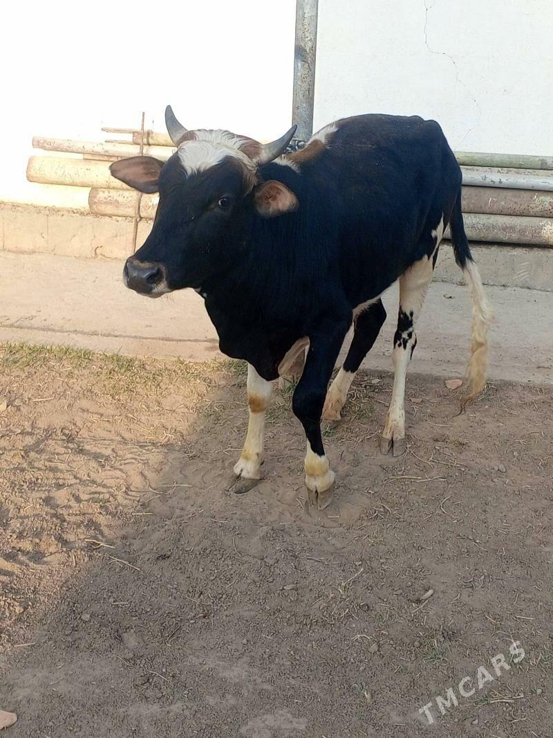 Okuz Tuwe - Aşgabat - img 6