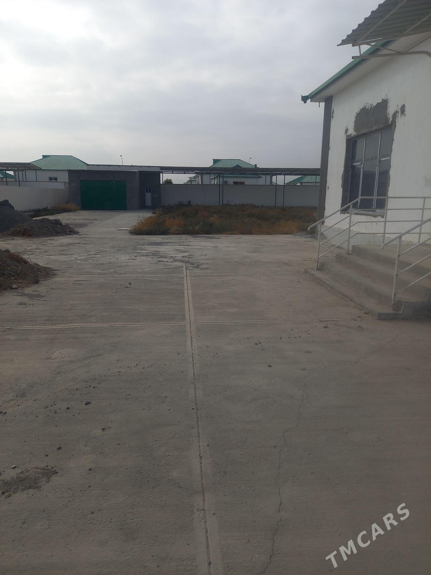 Kopetdagyñ yalkymy - Gökdepe - img 2