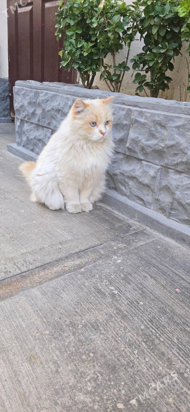 Котик кастрированный - Aşgabat - img 3