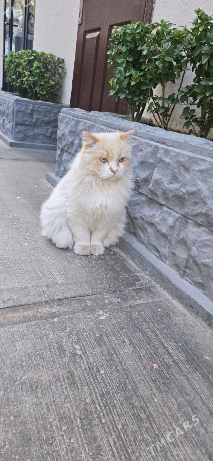 Котик кастрированный - Aşgabat - img 2