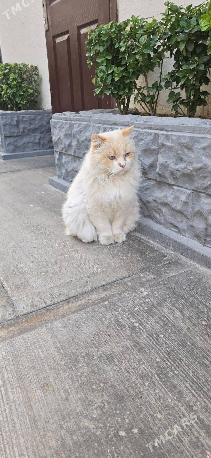 Котик кастрированный - Aşgabat - img 1