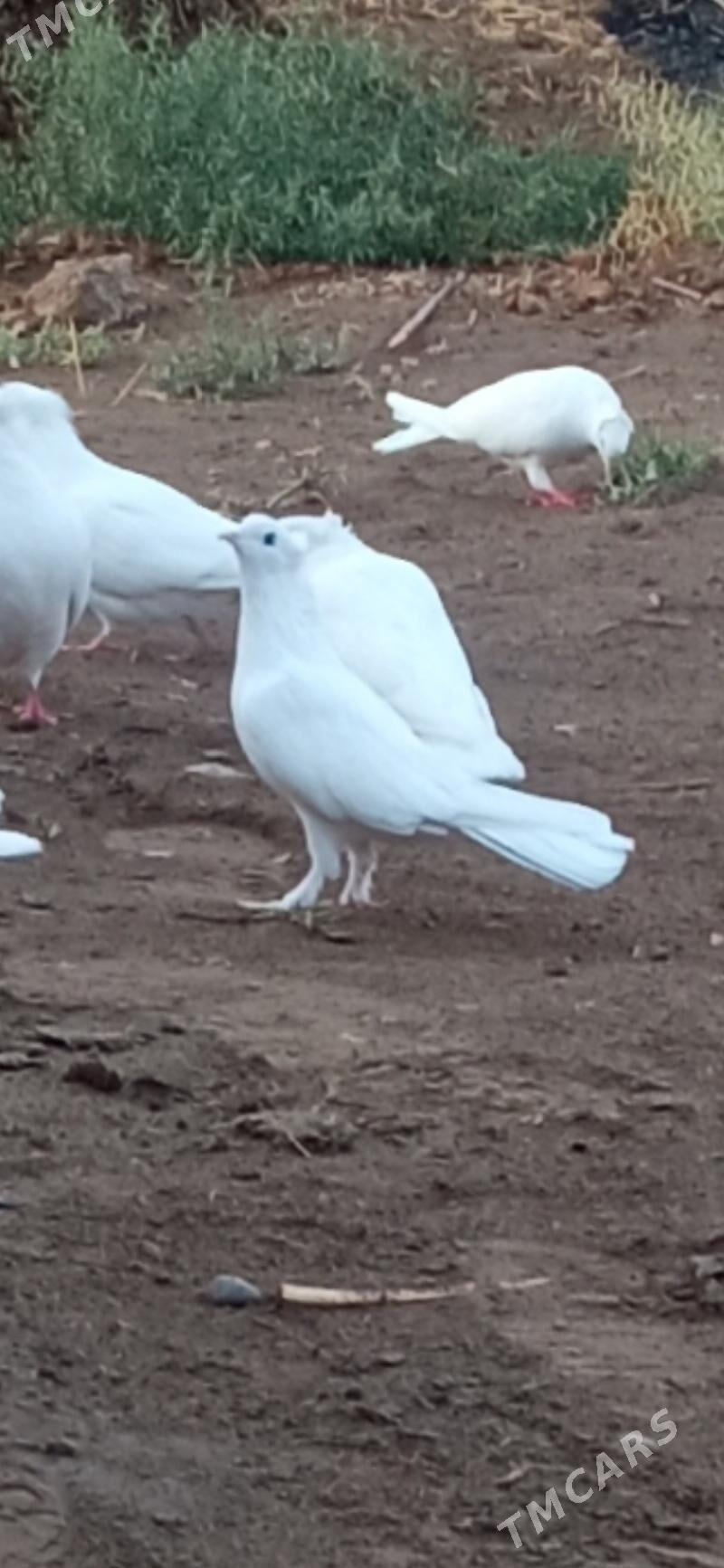 kepderi - Mary - img 2