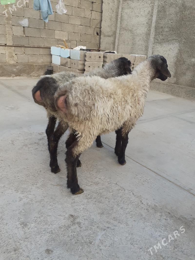 goyun - Şor daça - img 2