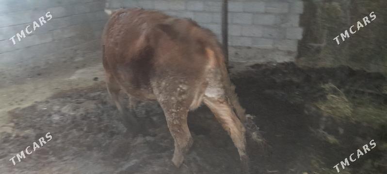 bakylan etlik sygyr - Ak bugdaý etraby - img 2