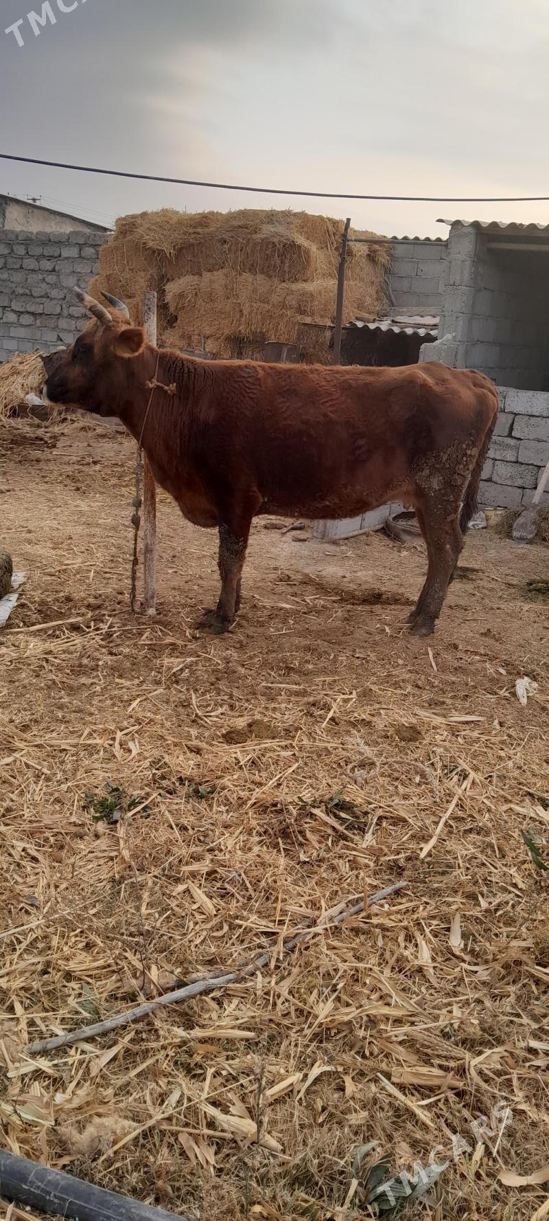 bakylan etlik sygyr - Ak bugdaý etraby - img 3