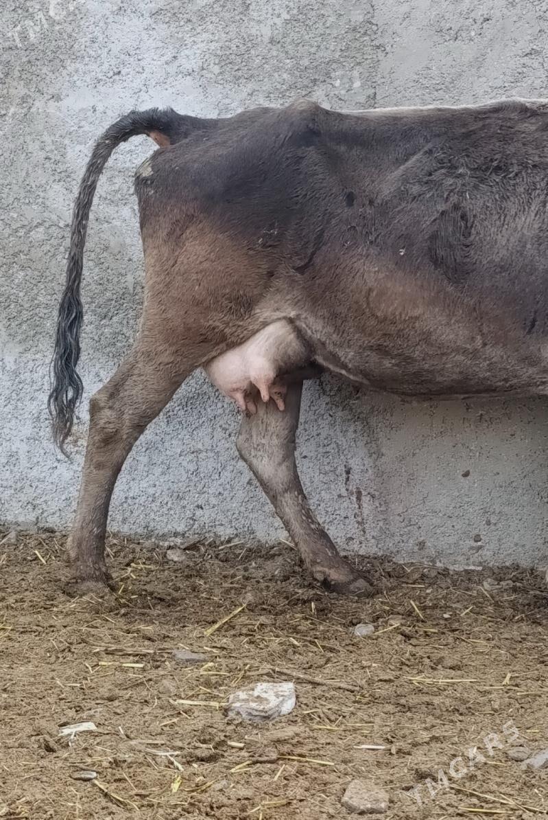 Göleli Sygyr - Гёкдепе - img 4