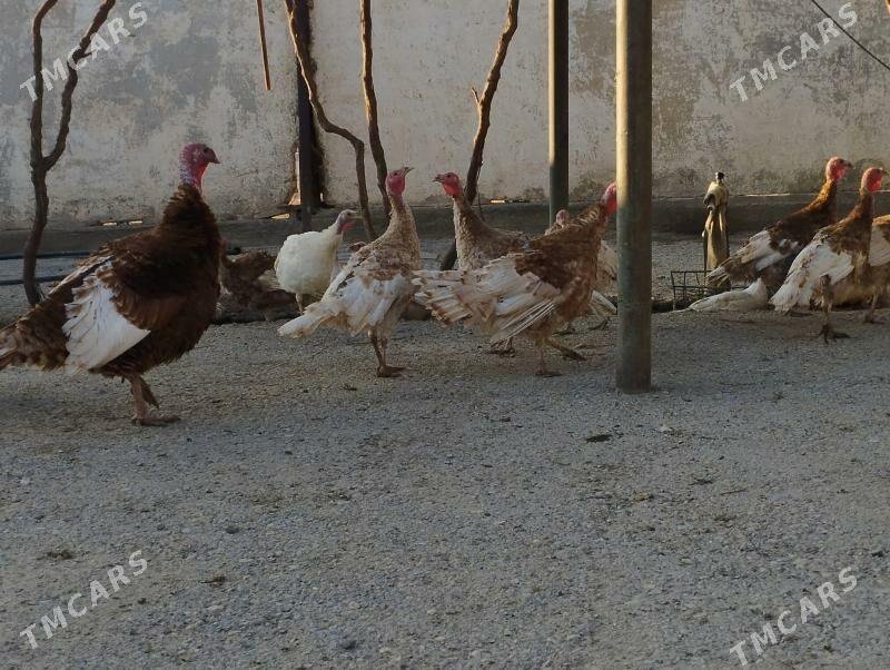 induk - Гызыларбат - img 4