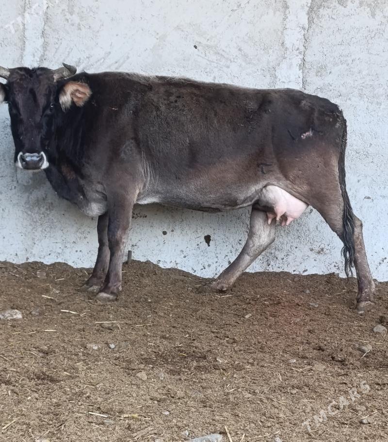 Göleli Sygyr - Гёкдепе - img 7