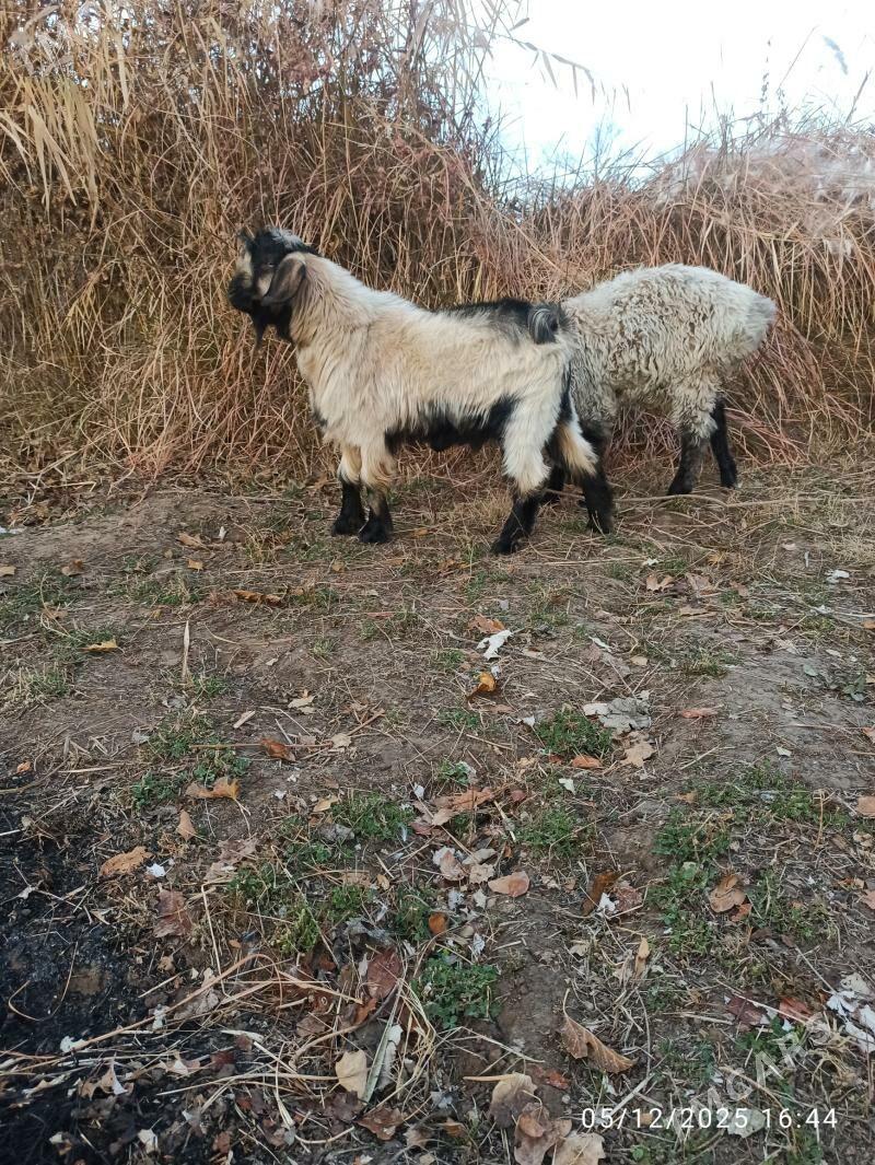 kockar  ve teke - Türkmenabat - img 5