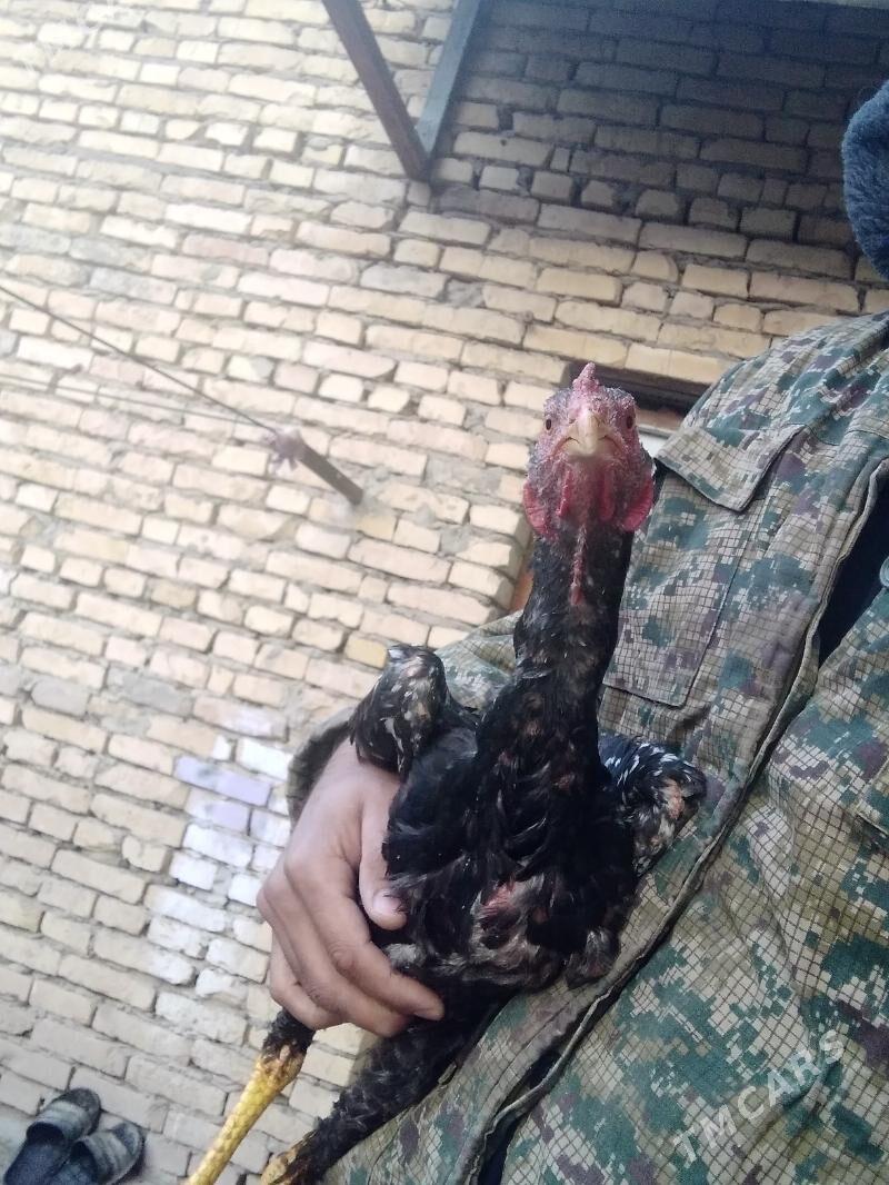 juje - Туркменабат - img 2