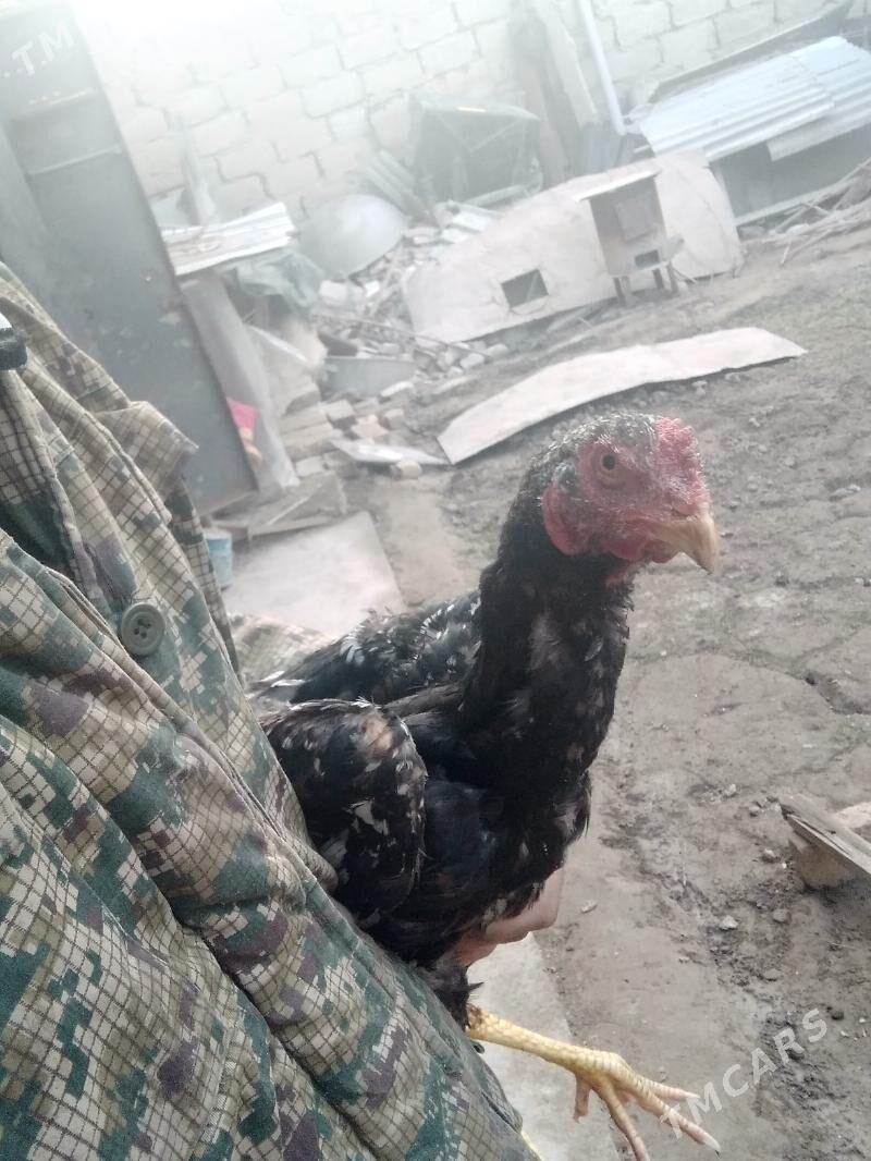 juje - Туркменабат - img 3