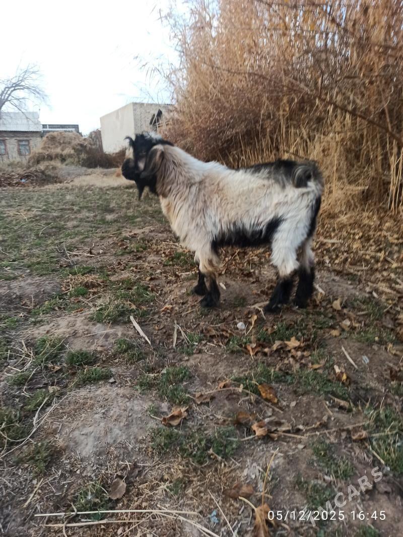 kockar  ve teke - Türkmenabat - img 4