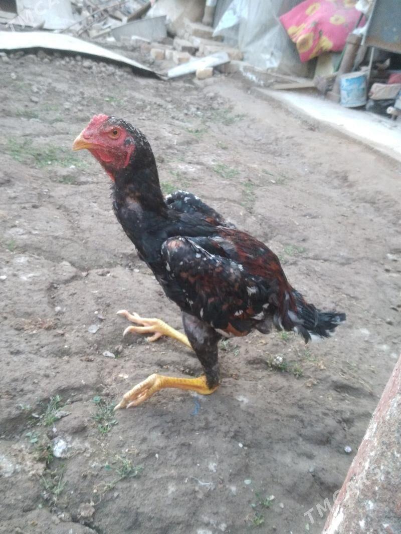 juje - Туркменабат - img 5