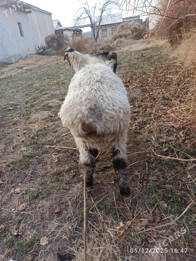kockar  ve teke - Türkmenabat - img 2