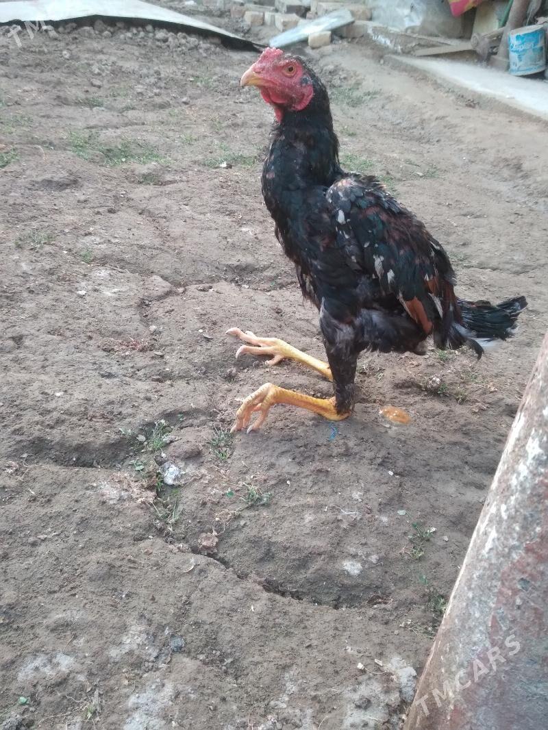 juje - Туркменабат - img 4