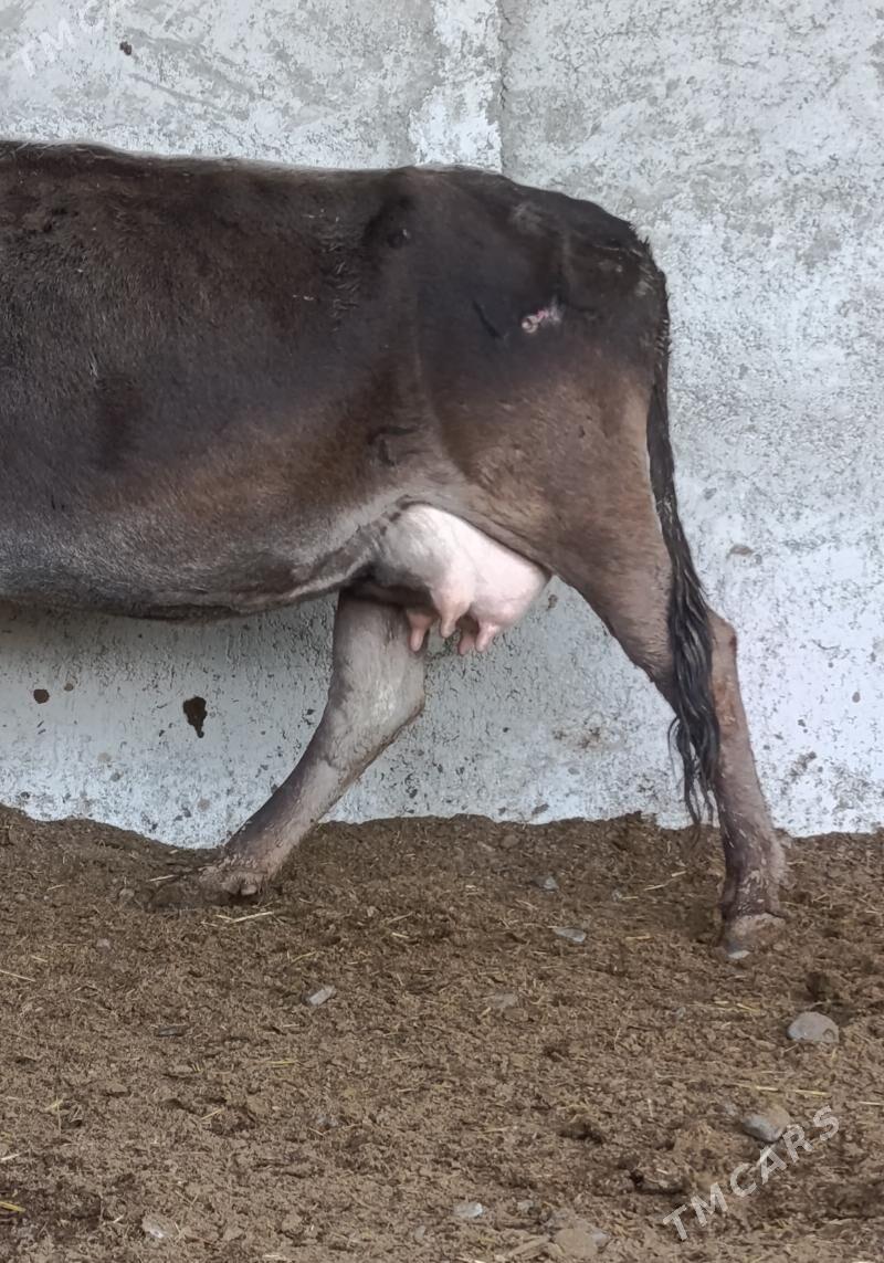 Göleli Sygyr - Гёкдепе - img 2